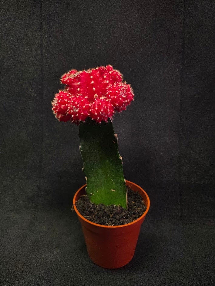 Moon Cactus #01