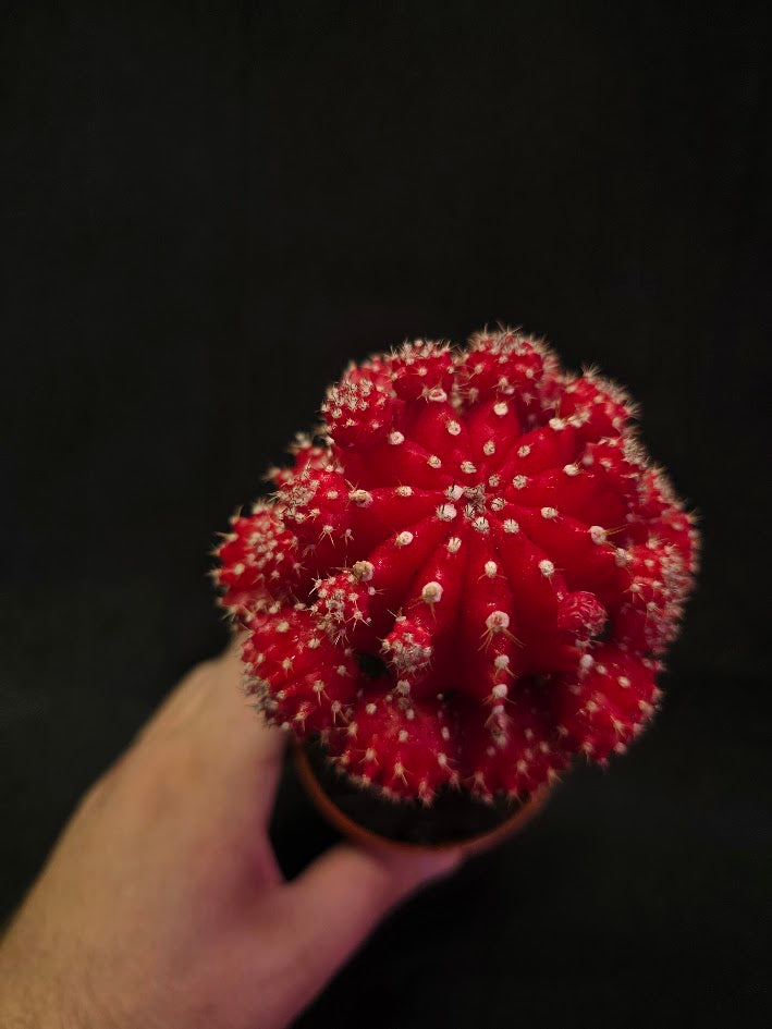Moon Cactus #01