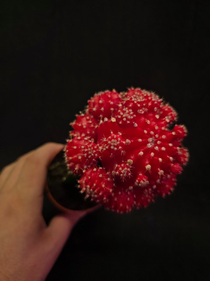 Moon Cactus #01