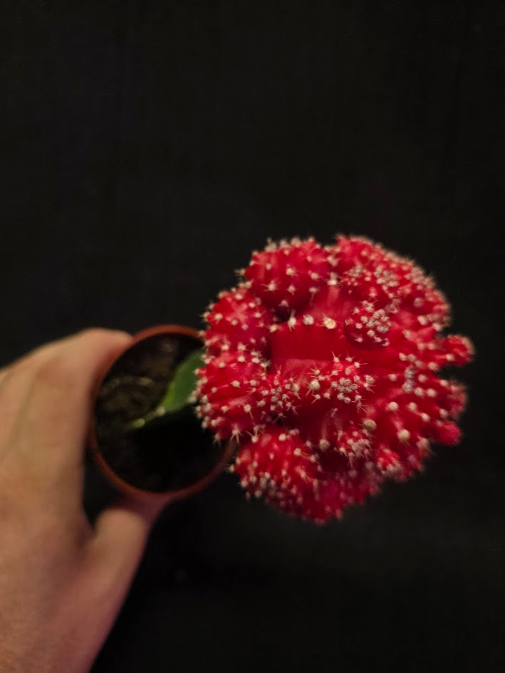 Moon Cactus #01