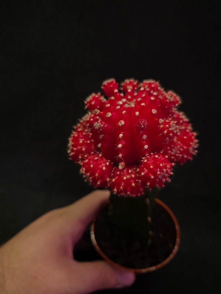 Moon Cactus #01