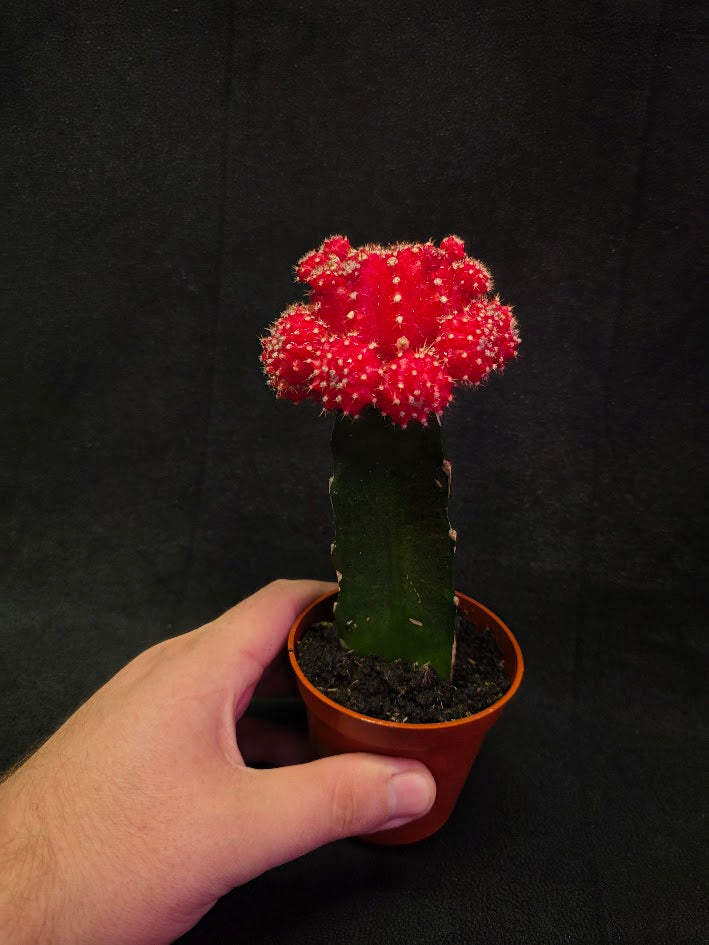 Moon Cactus #01
