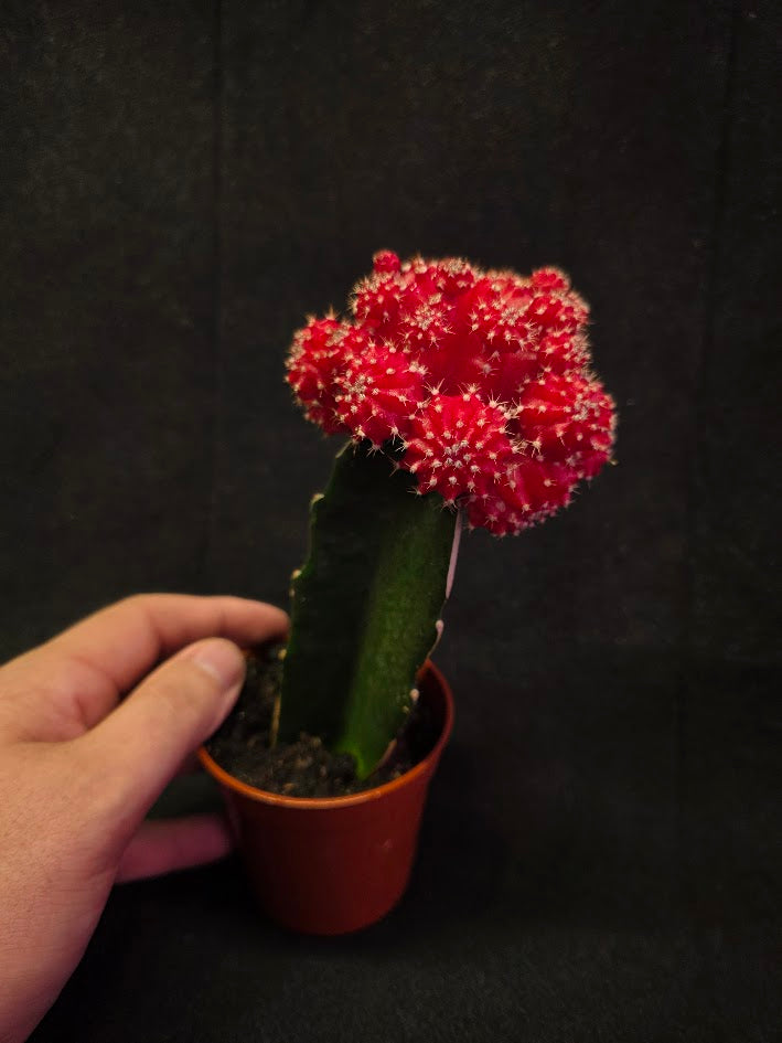 Moon Cactus #01