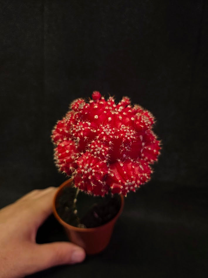 Moon Cactus #01