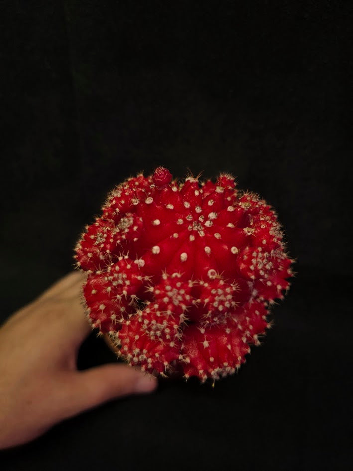 Moon Cactus #01