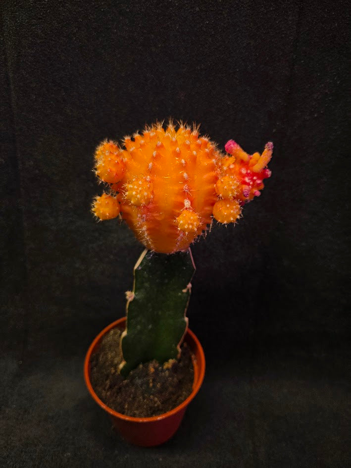 Moon Cactus #02