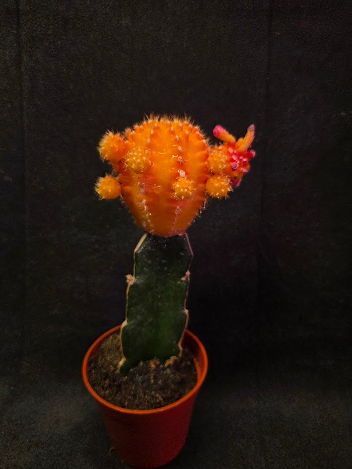 Moon Cactus #02
