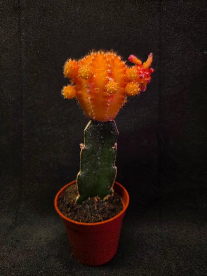 Moon Cactus #02