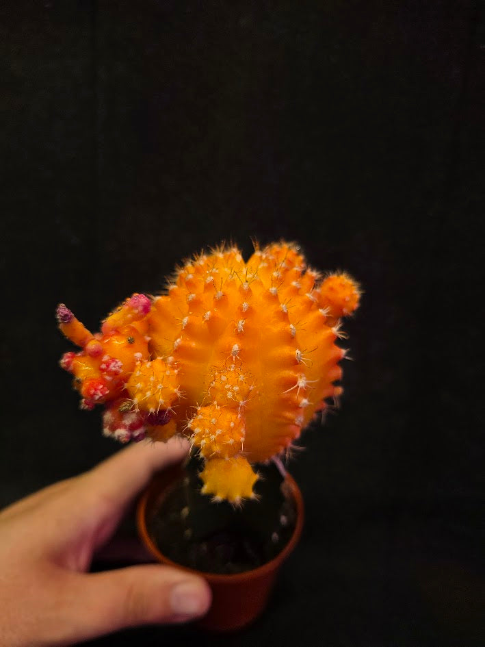 Moon Cactus #02