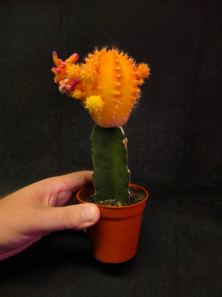 Moon Cactus #02