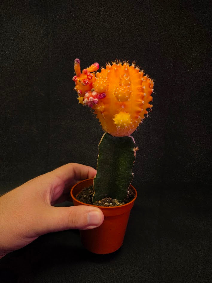 Moon Cactus #02