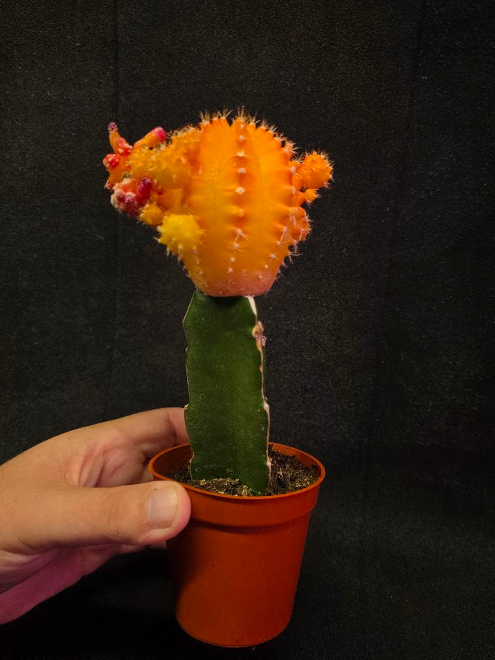 Moon Cactus #02