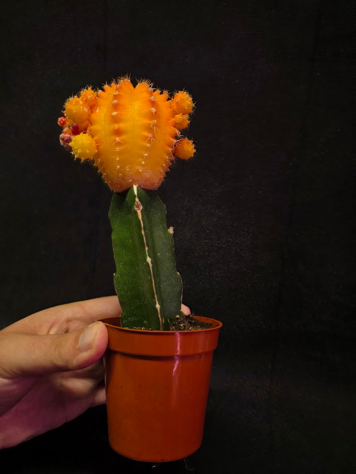 Moon Cactus #02