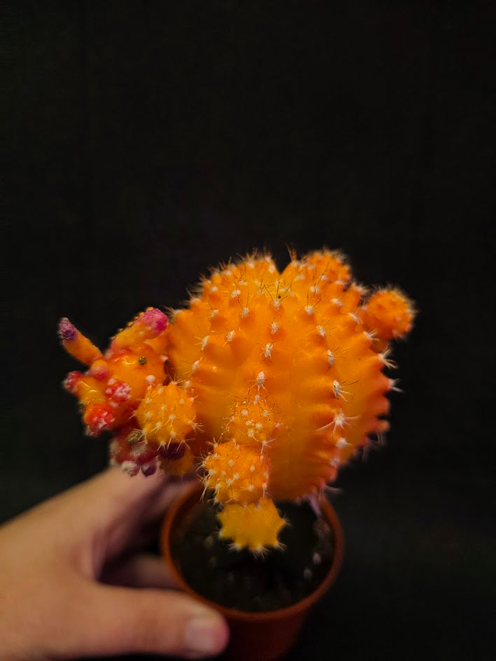 Moon Cactus #02