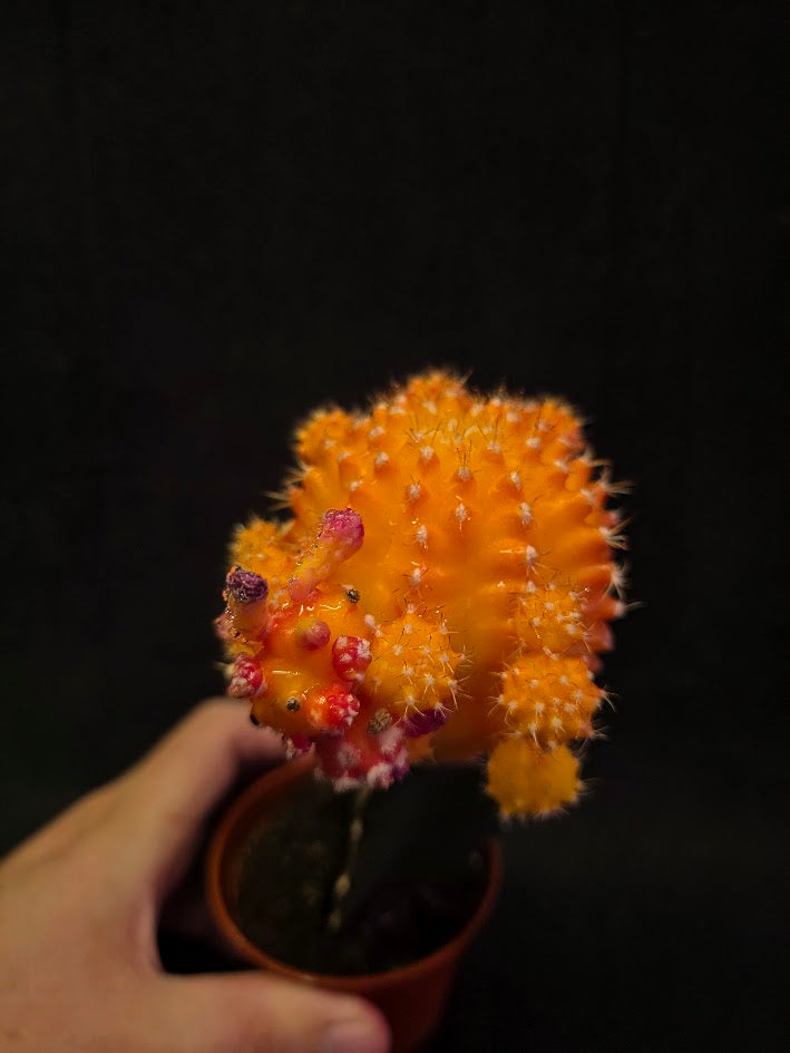 Moon Cactus #02