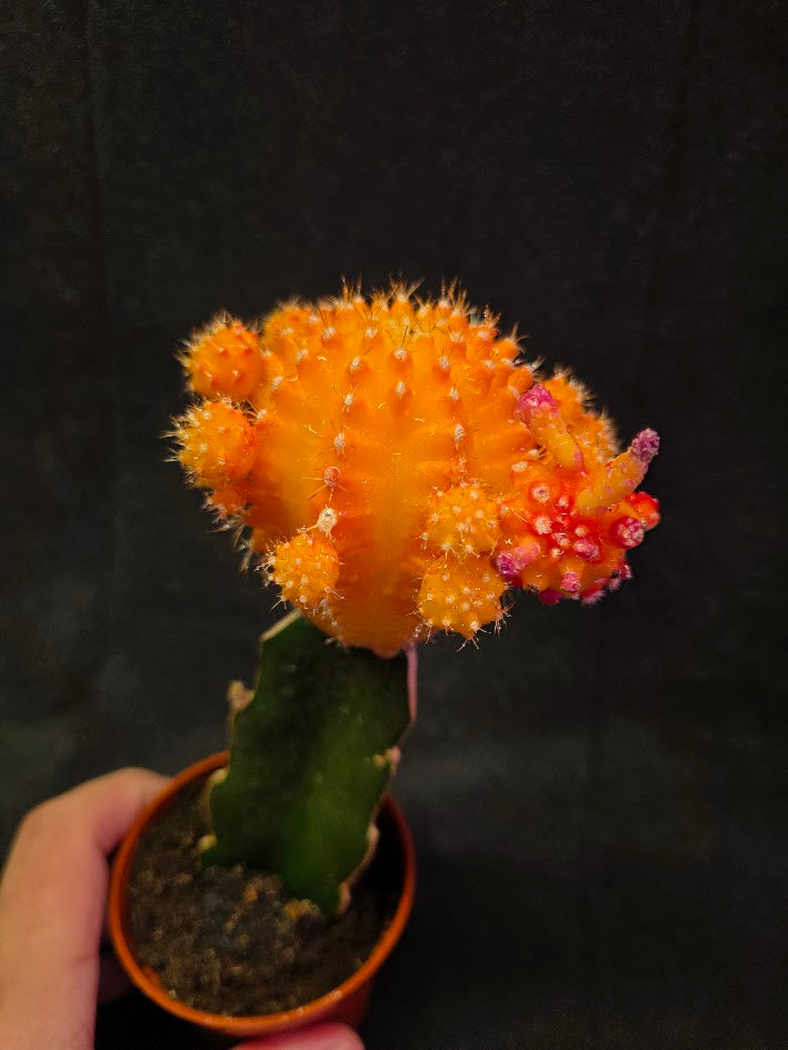 Moon Cactus #02