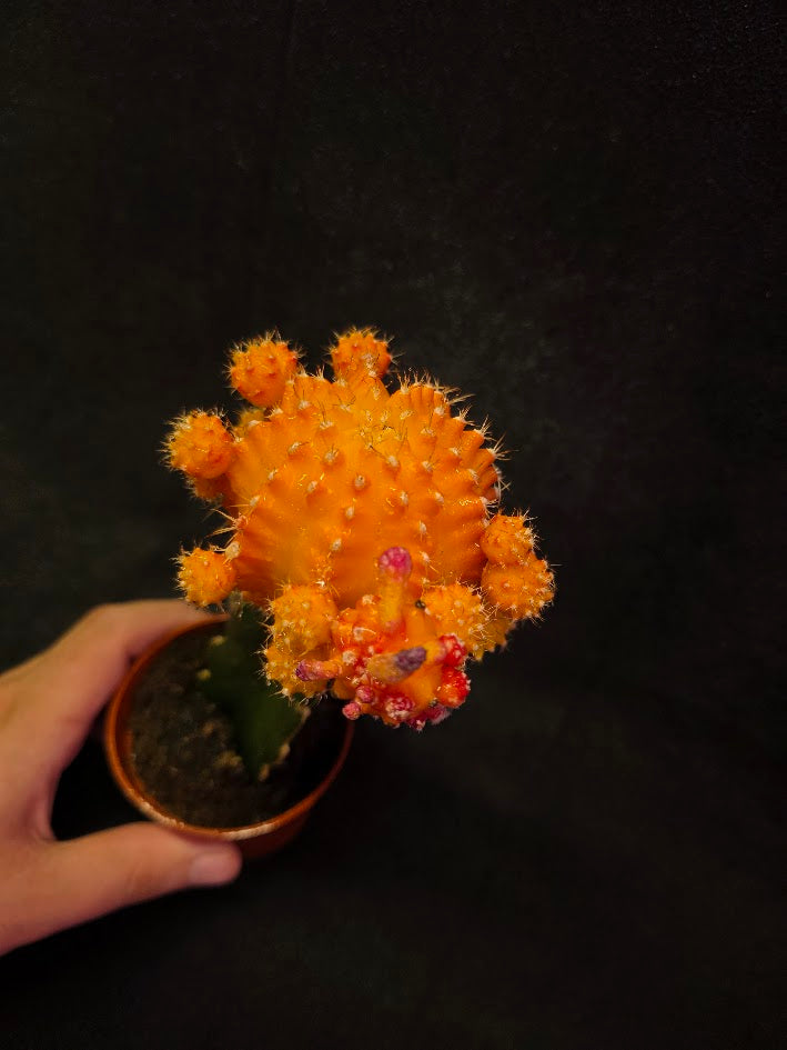 Moon Cactus #02