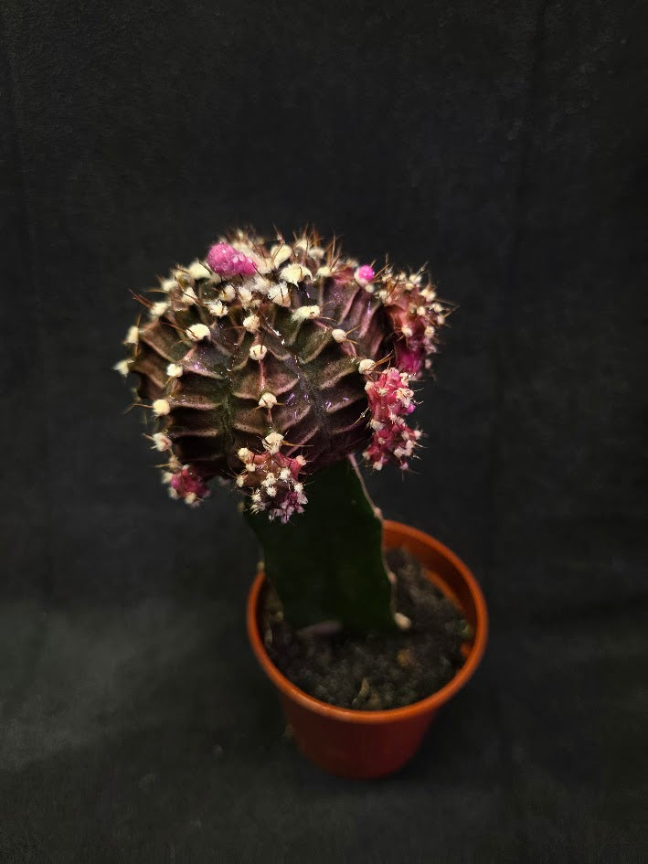 Moon Cactus #03