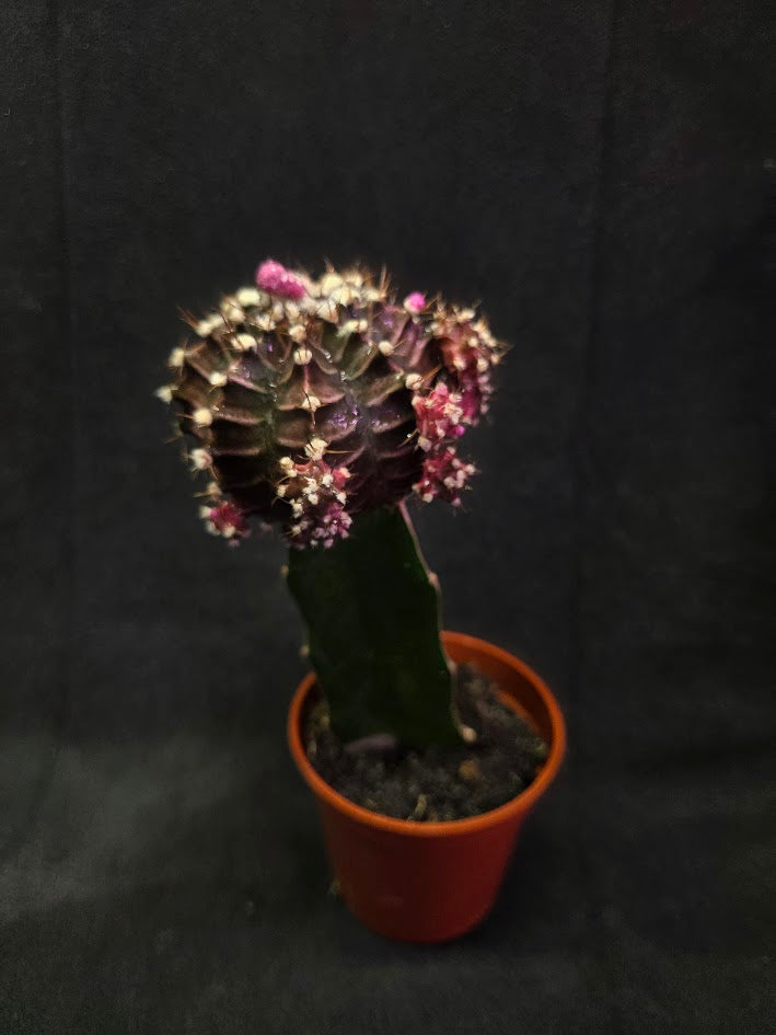 Moon Cactus #03