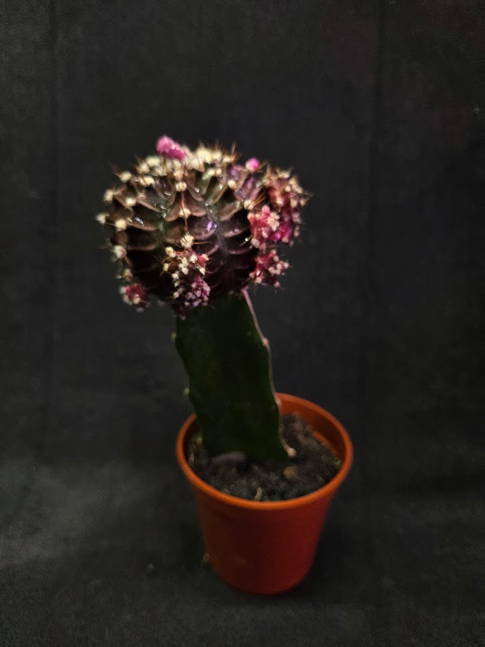 Moon Cactus #03