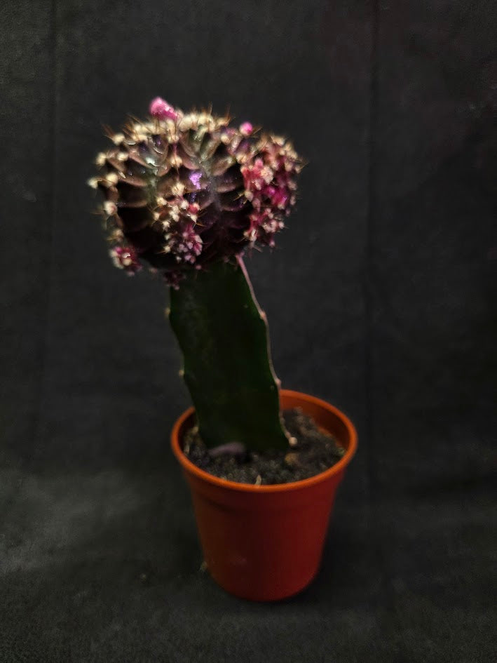 Moon Cactus #03