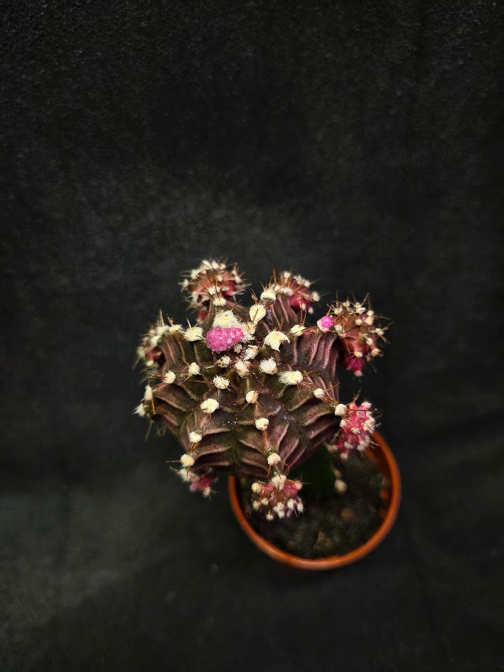 Moon Cactus #03