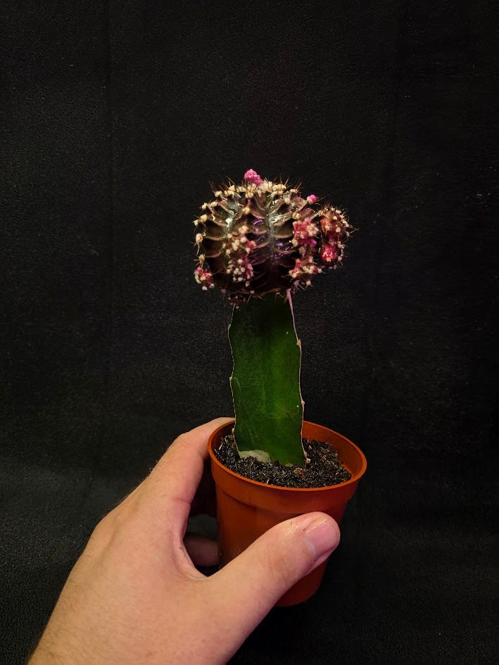 Moon Cactus #03