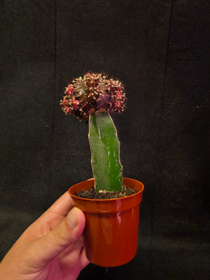 Moon Cactus #03