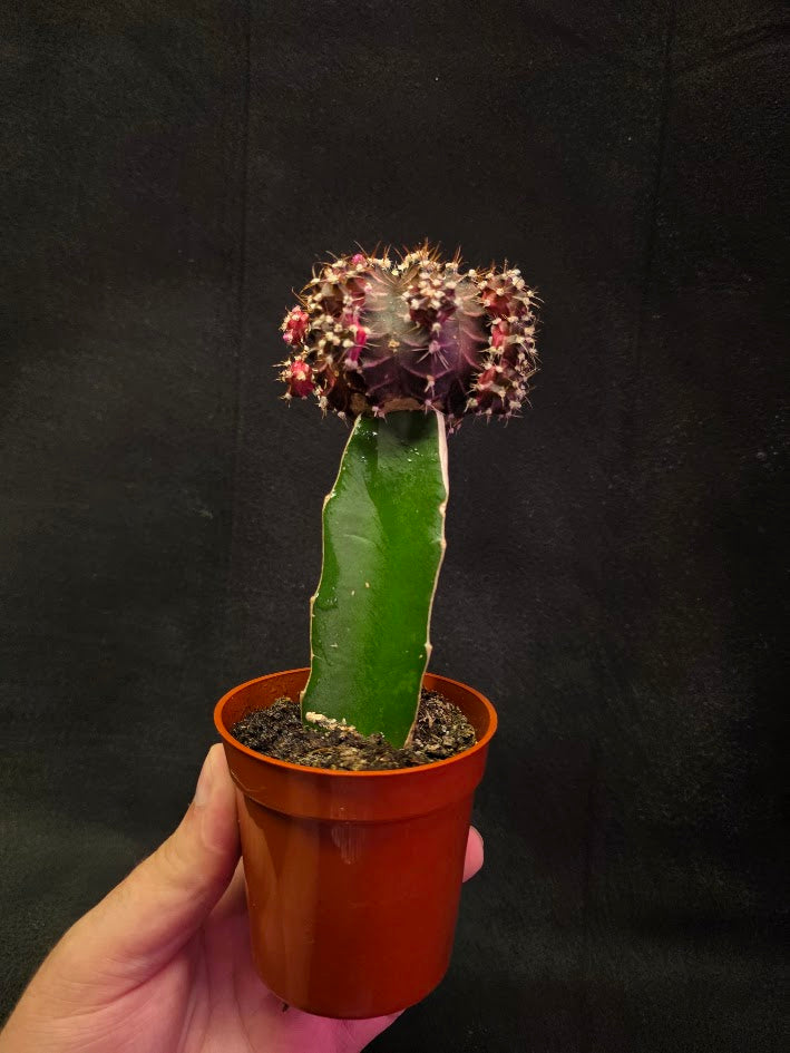 Moon Cactus #03