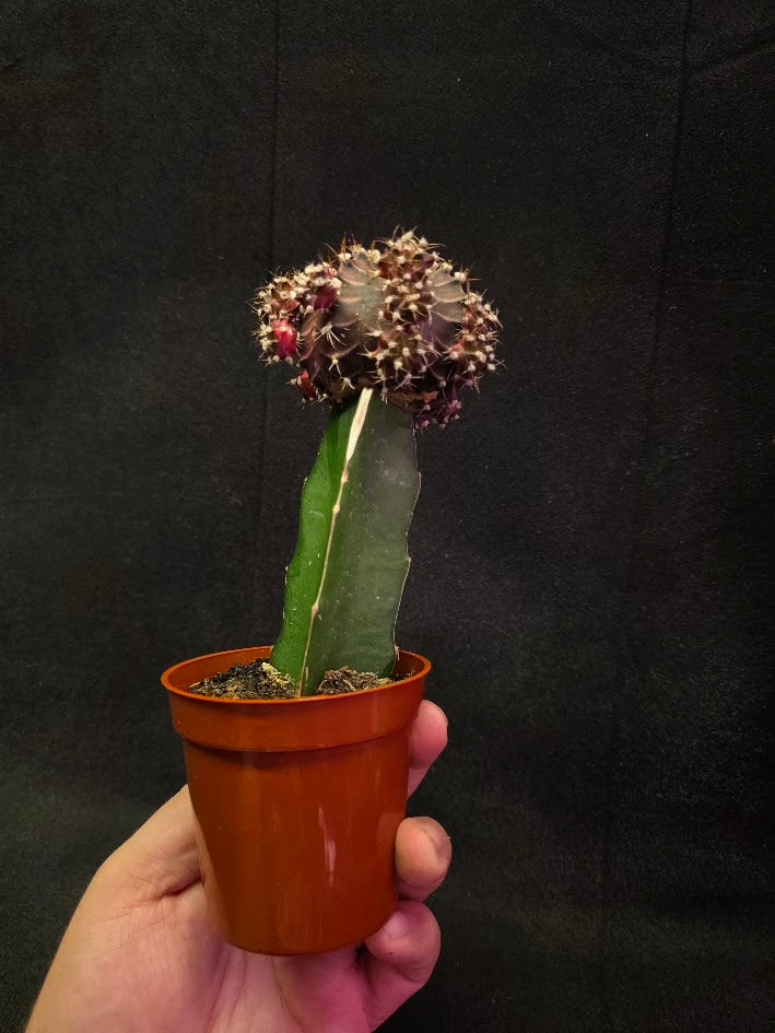 Moon Cactus #03