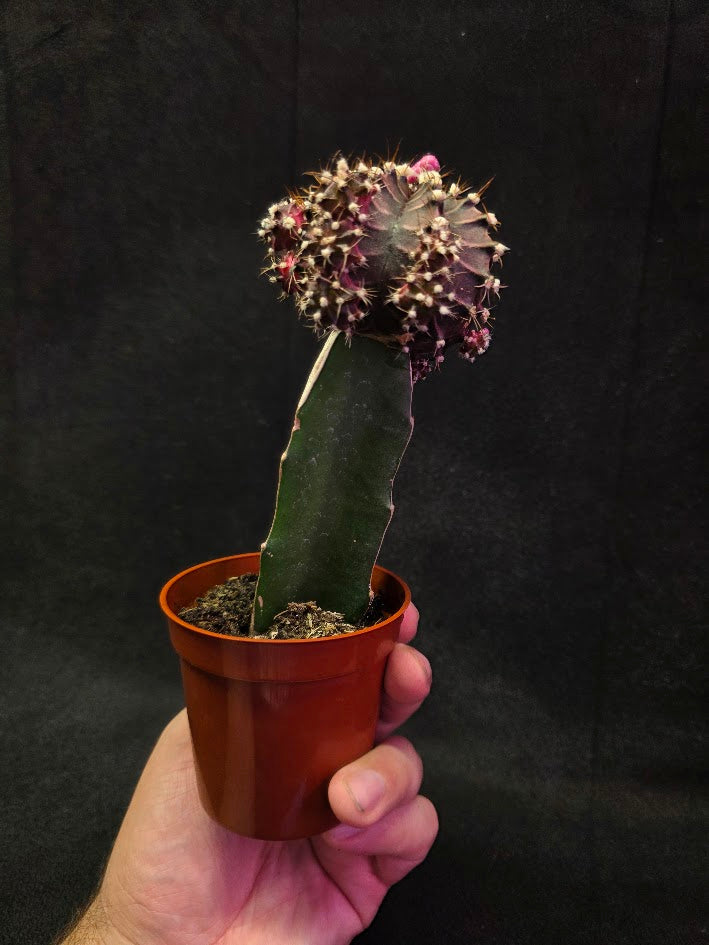 Moon Cactus #03