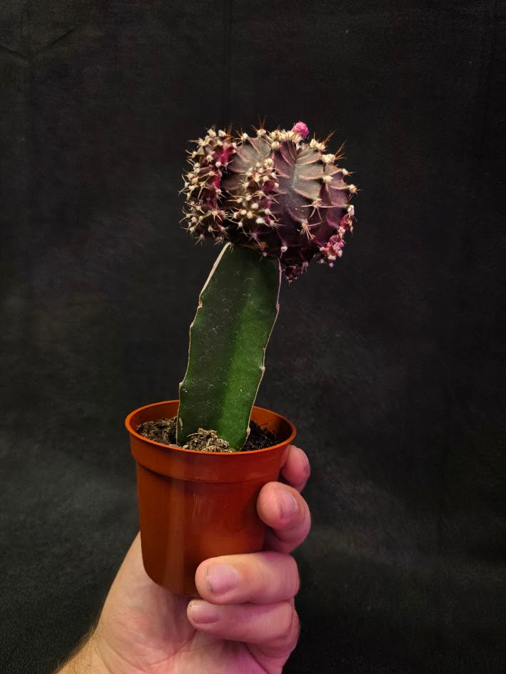 Moon Cactus #03