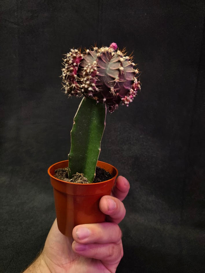 Moon Cactus #03