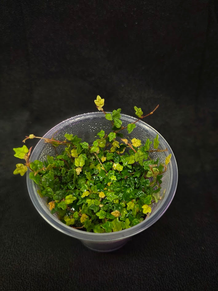 String of Frogs (Ficus Pumila Quercifolia) #01
