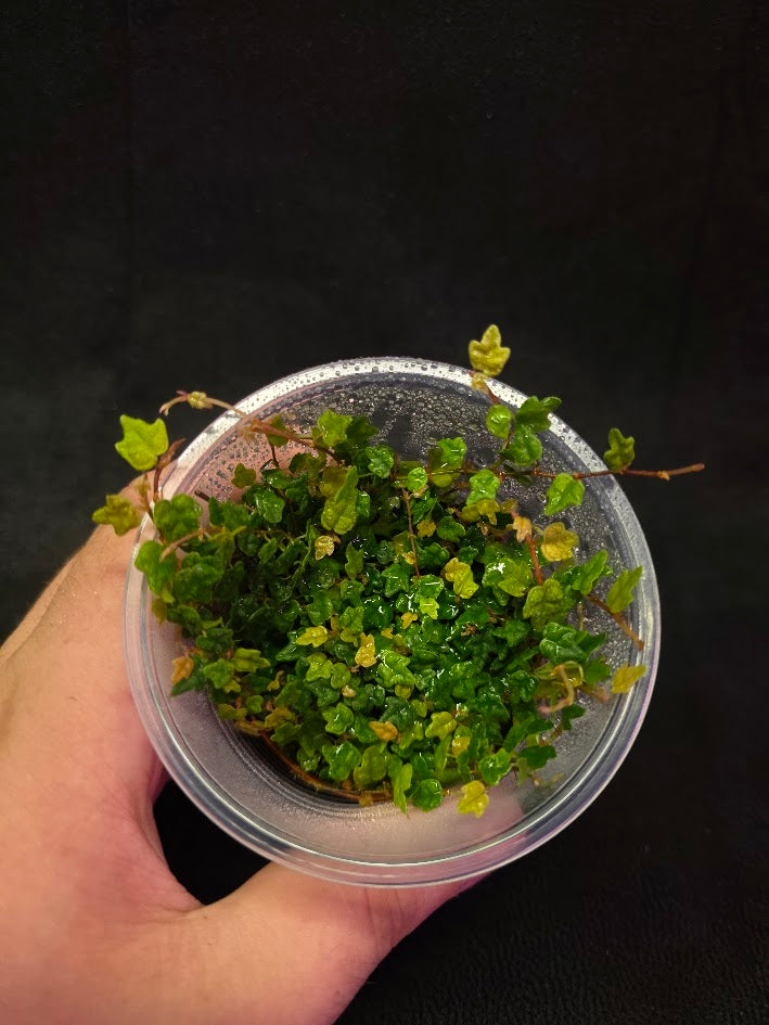 String of Frogs (Ficus Pumila Quercifolia) #01