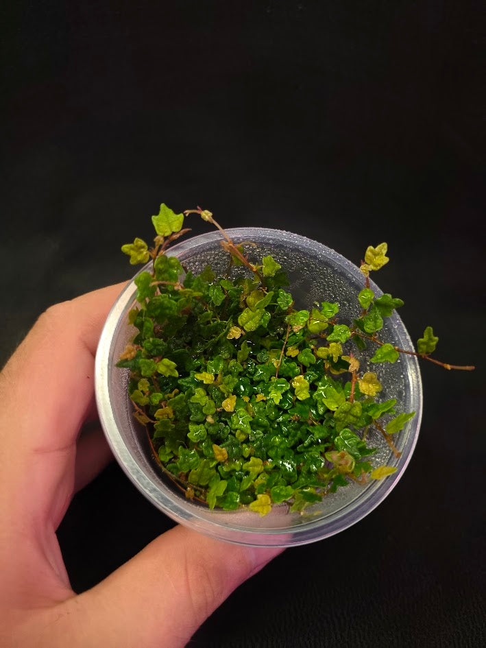 String of Frogs (Ficus Pumila Quercifolia) #01