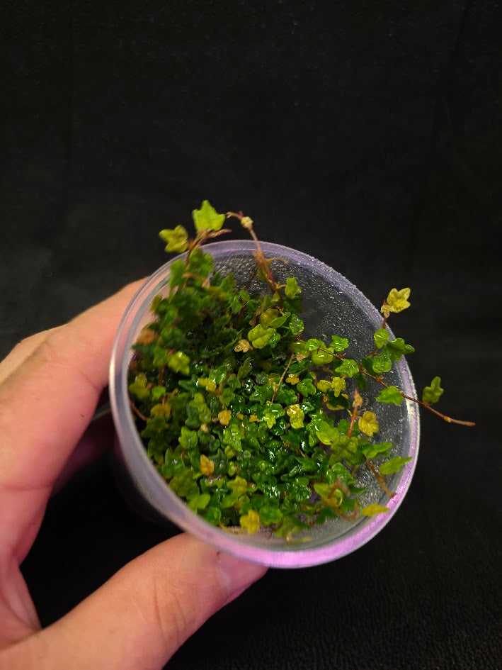 String of Frogs (Ficus Pumila Quercifolia) #01