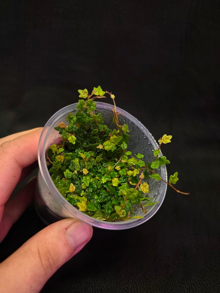 String of Frogs (Ficus Pumila Quercifolia) #01