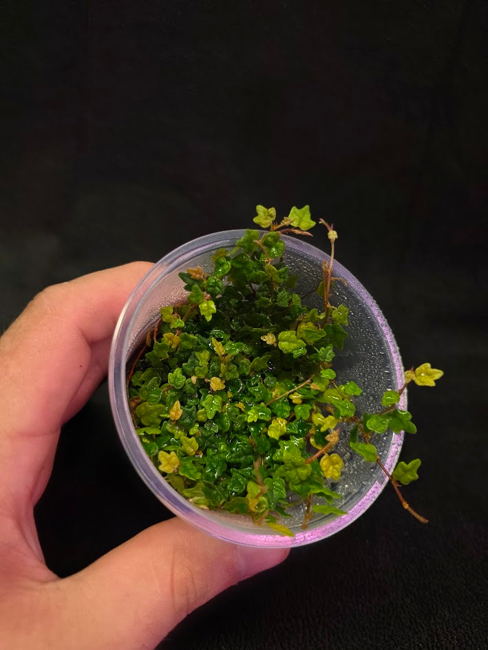 String of Frogs (Ficus Pumila Quercifolia) #01
