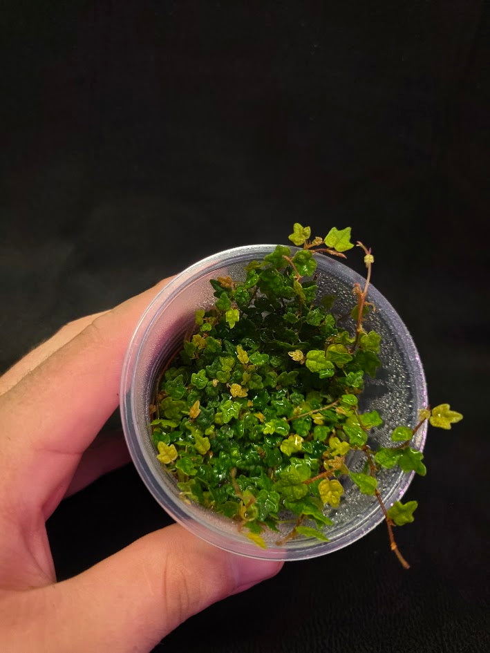 String of Frogs (Ficus Pumila Quercifolia) #01
