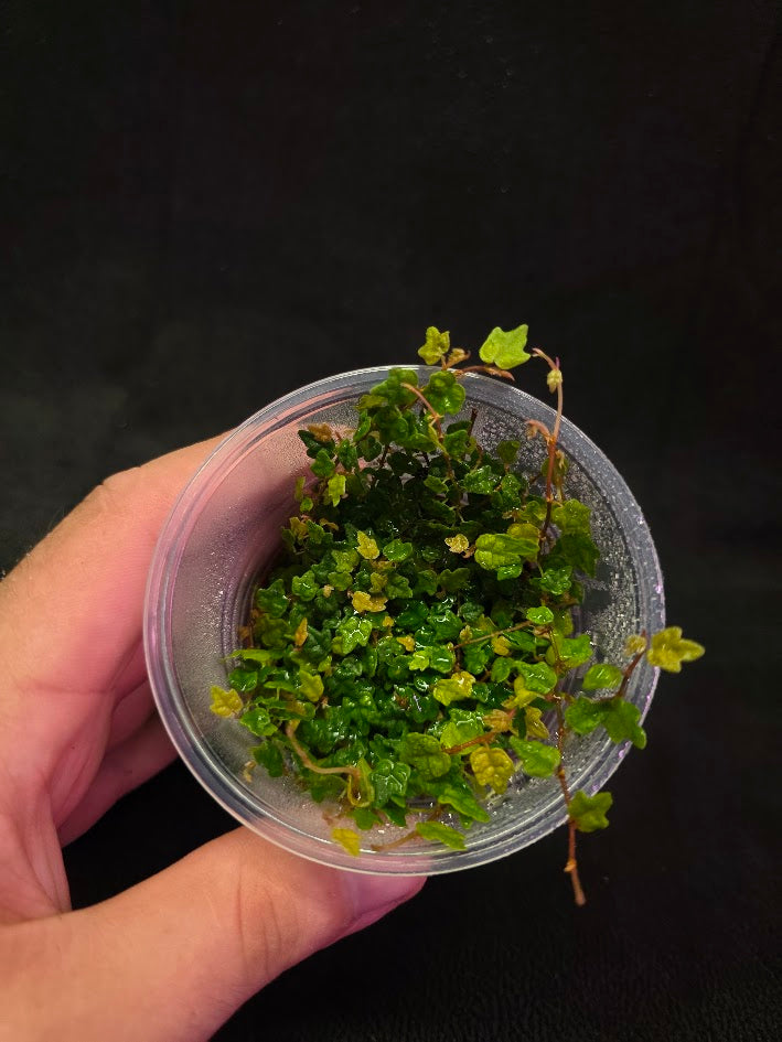 String of Frogs (Ficus Pumila Quercifolia) #01