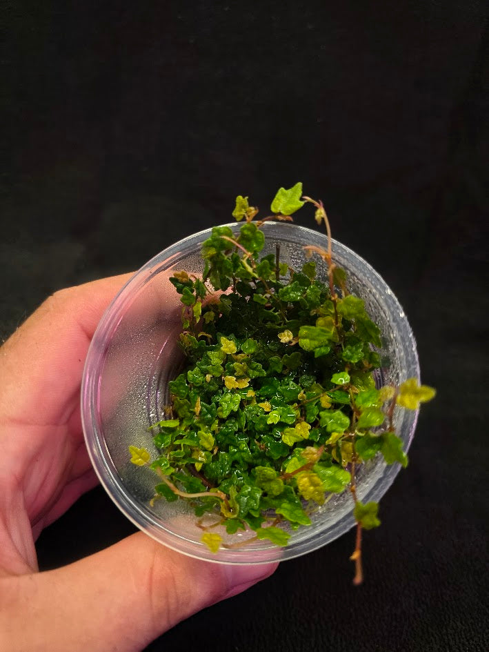 String of Frogs (Ficus Pumila Quercifolia) #01