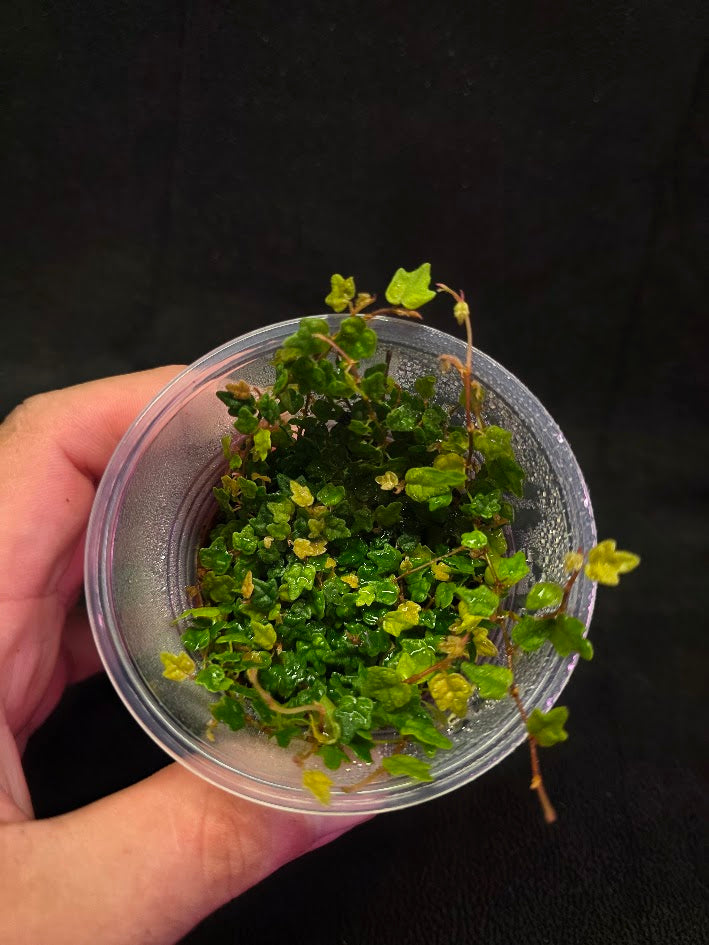 String of Frogs (Ficus Pumila Quercifolia) #01
