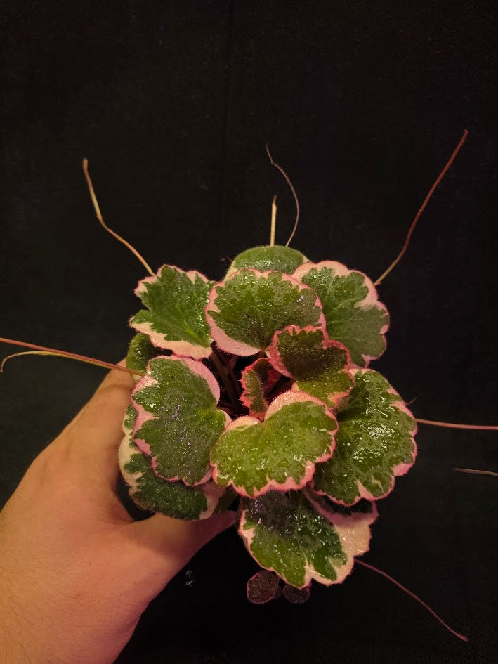 Begonia Strawberry Tricolor #01