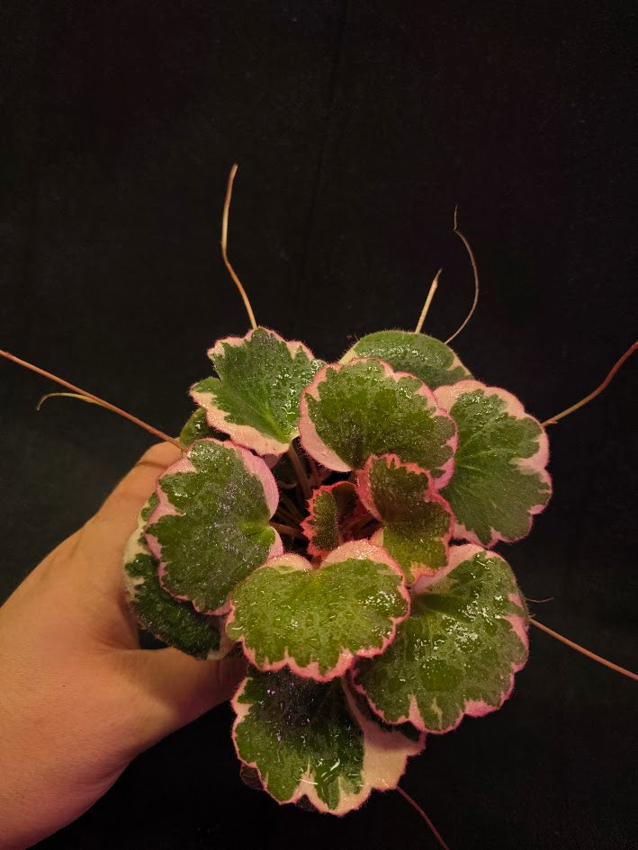 Begonia Strawberry Tricolor #01