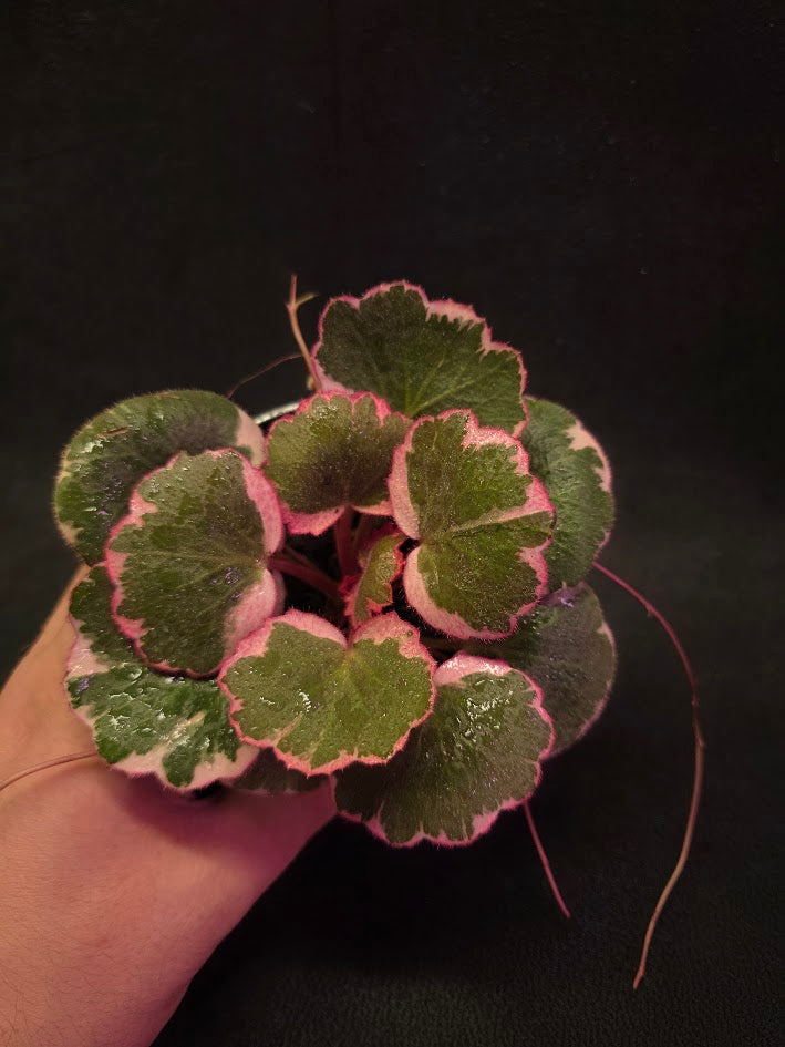 Begonia Strawberry Tricolor #02