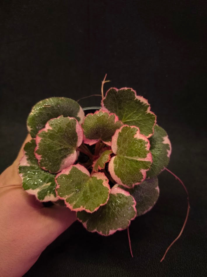 Begonia Strawberry Tricolor #02