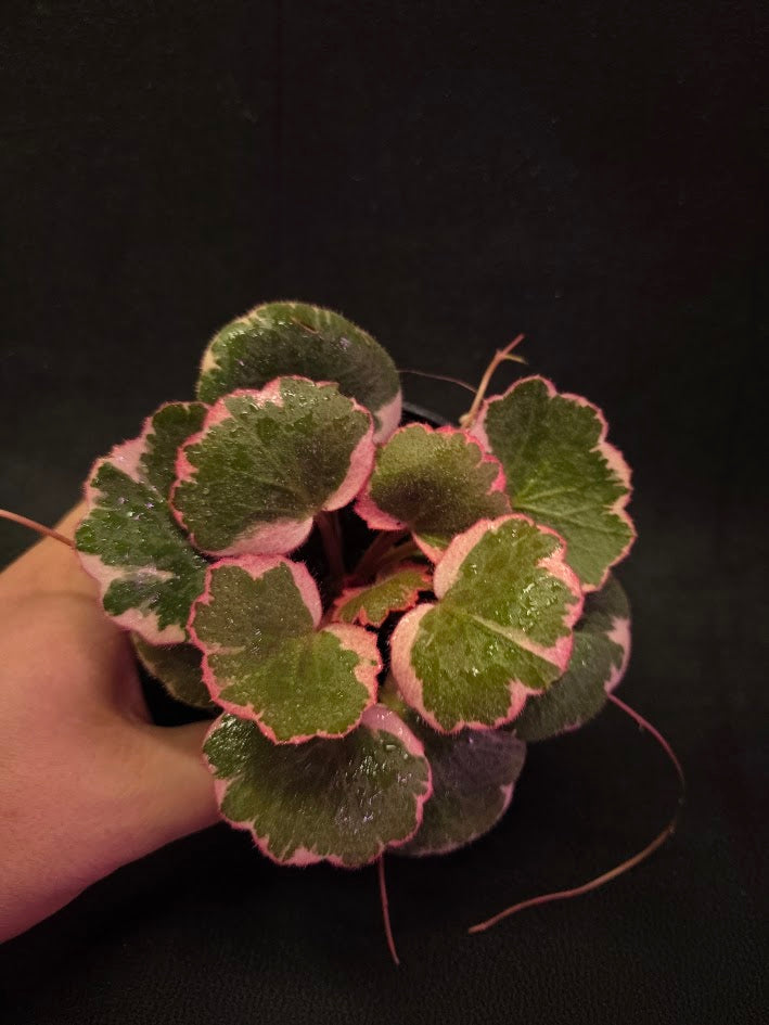 Begonia Strawberry Tricolor #02