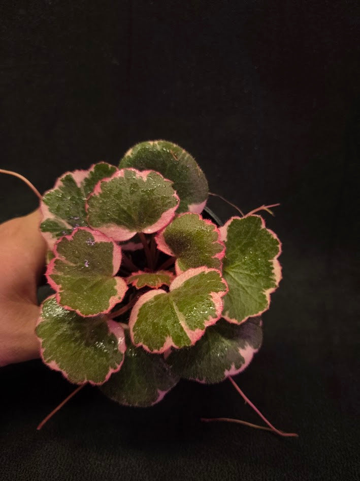 Begonia Strawberry Tricolor #02
