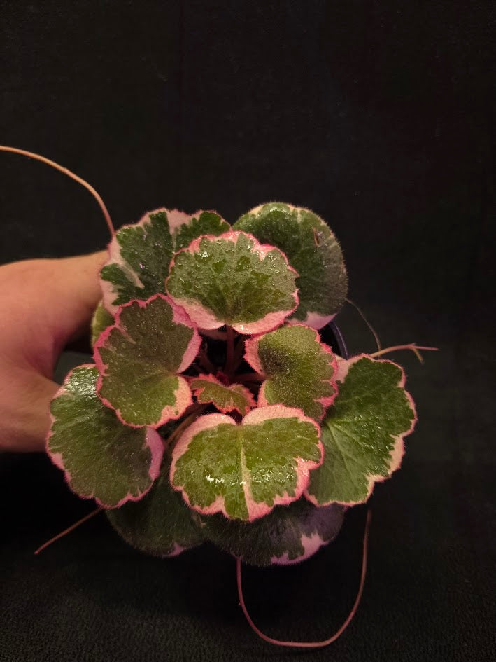 Begonia Strawberry Tricolor #02